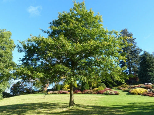 Quercus Palustris (roble De Los Pantanos) ! 3