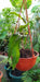 Augusbru Planta Dama De Noche (Epiphyllum) Maceta N*14//Colgante N*18 5