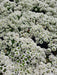 La Palmera Plantines De Alyssum X Cajon De 10 Unidades Florales 1