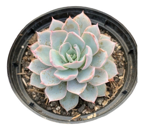 Large Succulents Varieties 0