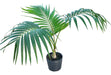 Palmera Kentia !! 4