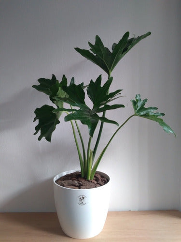 Planta Philodendron Misionero/wambe+ Maceta Premium Grande 3