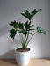 Planta Philodendron Misionero/wambe+ Maceta Premium Grande 3