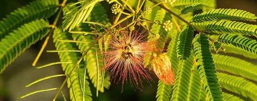 Generic 5kg Mimosa Hostilis Root Bark Powder - Black J. Preta Origin Brazil
