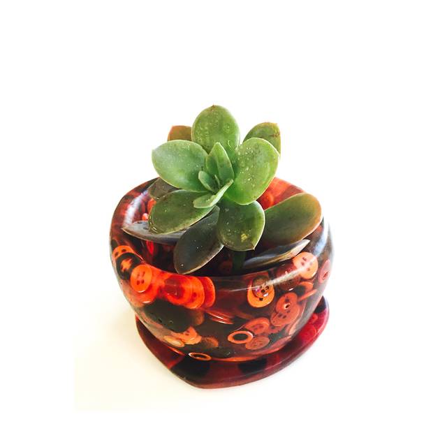 Papa Rondelles: Ideal for Small Succulents, Comes with Watering Dish