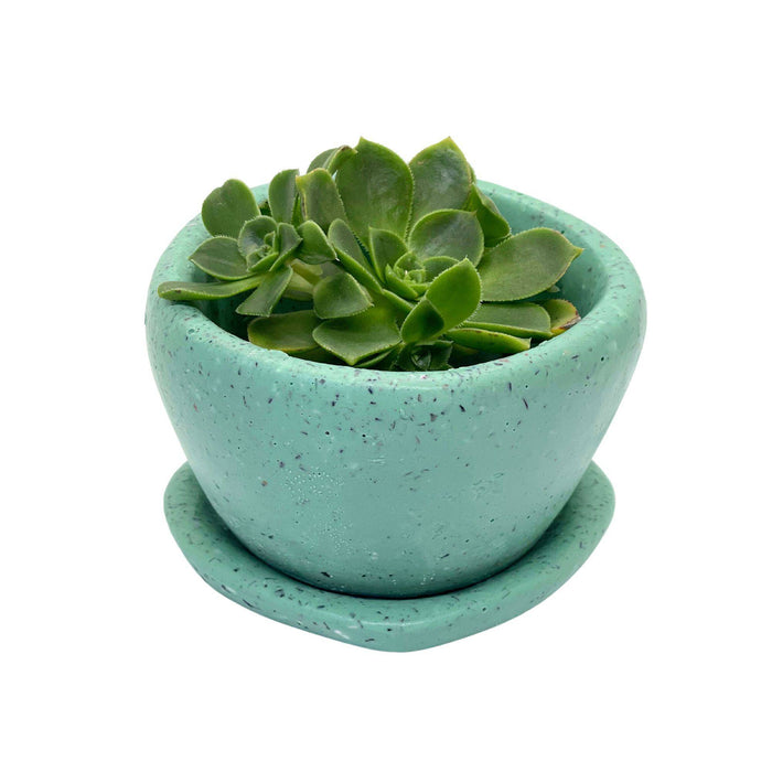 Papa Rondelles: Ideal for Small Succulents, Comes with Watering Dish