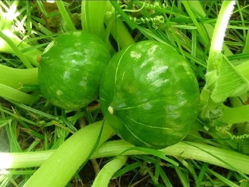Semillas Orgánicas de Zapallito Verde Organic Round Squash Seeds Natural Green Trunk Vegetable, 30 g / 1.05 oz